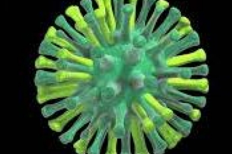 France detects bird flu at turkey farm