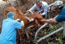 Gujarat forms task force to decide on treatment for LSD among cattle