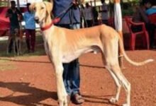 K'taka's Mudhol hounds join SPG squad for PM's protection