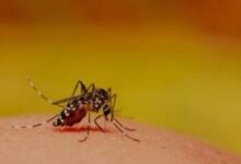 Vietnam raises dengue alert