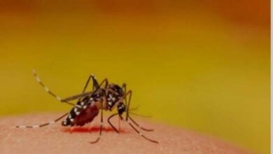 Vietnam raises dengue alert