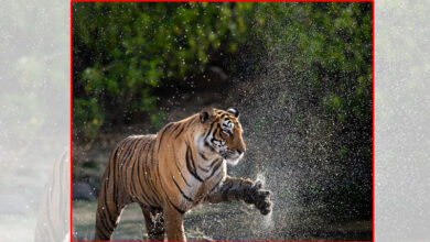 Amangarh Tiger Reserve in UP likely to open from November