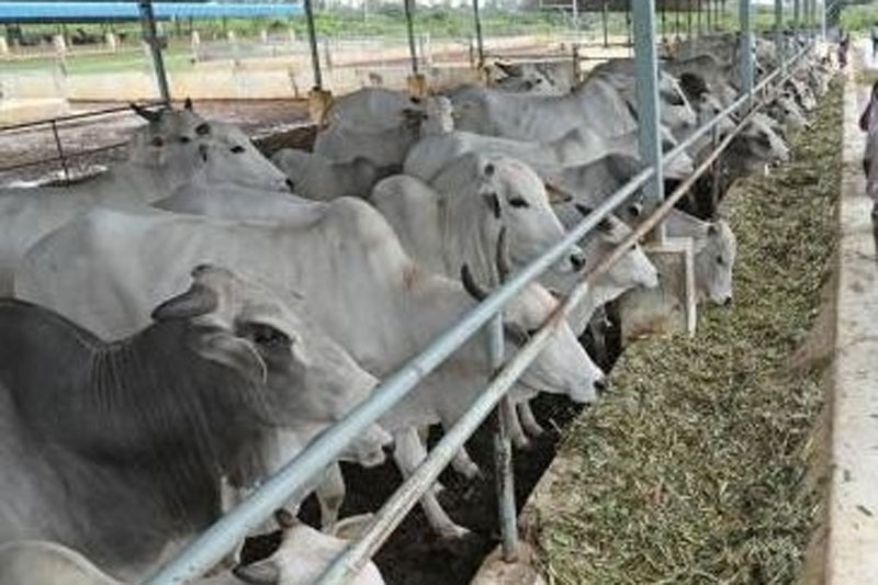 17 children, 2 teachers in UP fall ill as foul smell comes from gaushala