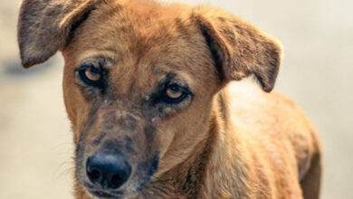 Group of boys thrash street dog to death, FIR lodged