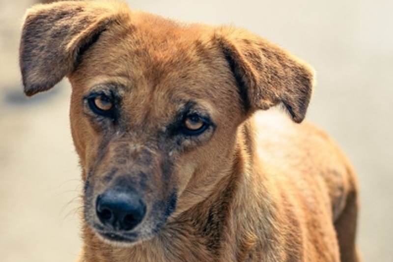 Group of boys thrash street dog to death, FIR lodged