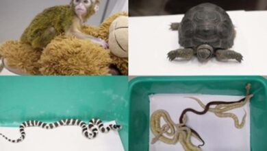 Customs, DRI on high alert in TN airports on smuggling of exotic species to state