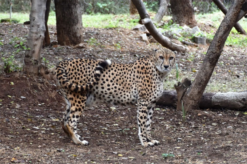 HYDERABAD ZOO CHEETAH 1 Hyderabad Zoo houses cheetah gifted by Saudi Arabia