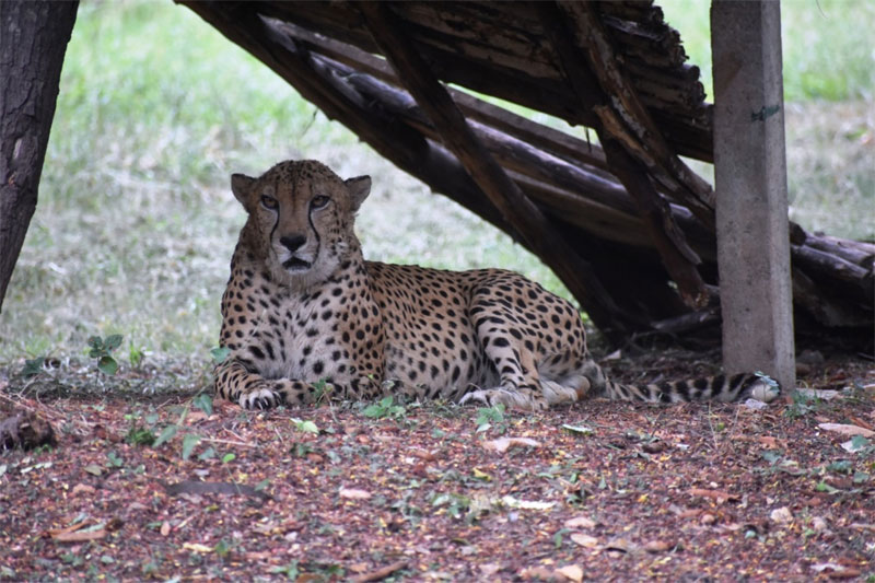 Hyderabad Zoo houses cheetah gifted by Saudi Arabia - The Munsif Daily | Latest News India | World News | National and International Headlines Hyderabad Zoo houses cheetah gifted by Saudi Arabia - The Munsif Daily | Latest News India | World News | National and International Headlines