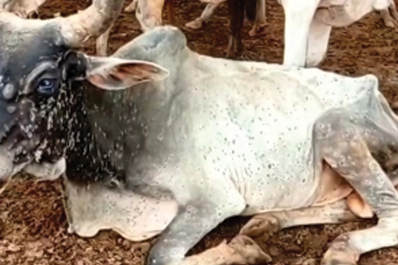 Cong stages walkout from Guj Assembly over Lumpy virus issue