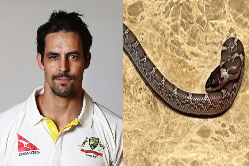 Ex-Aussie quick Mitchell Johnson finds snake in his hotel room in Lucknow