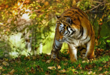 Kerala farmer dies after tiger attack
