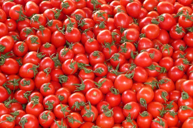 Pakistan farmers destroy tomatoes imported from Iran
