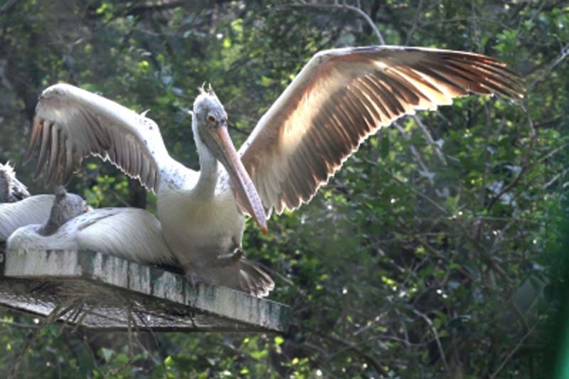 Scientists fix GPS device to pelican's wings in K'taka