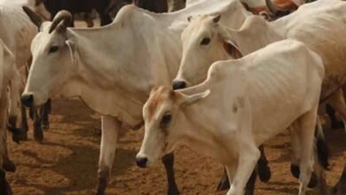 14 cows killed in Telangana road accident