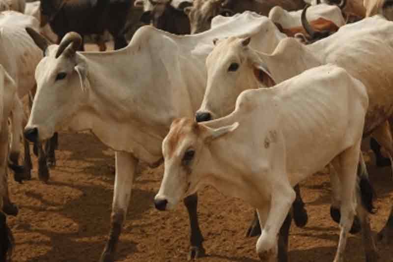 Three men booked for cow slaughter in Karnataka