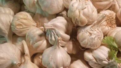 Upset over poor returns, Guj farmers distribute garlic for free