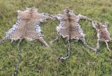 Odisha STF arrest three wildlife criminals, seize leopard skin