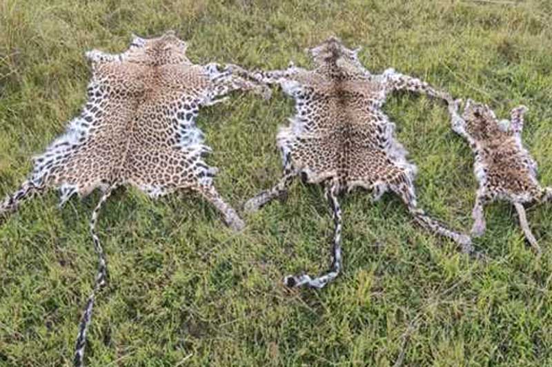 Odisha STF arrest three wildlife criminals, seize leopard skin