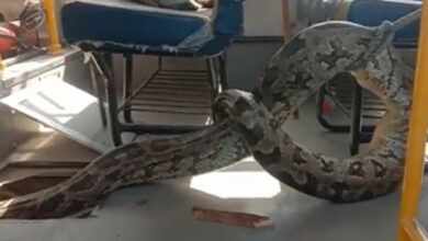 Python found on school bus in UP's Raebareli