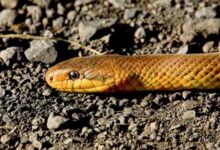 Pregnant woman dies of snake bite in K'taka