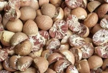 Smuggling from Myanmar, Assam govt's curbs hit arecanut trade in NE states