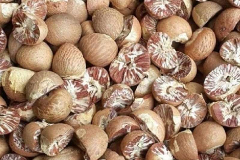 Smuggling from Myanmar, Assam govt's curbs hit arecanut trade in NE states