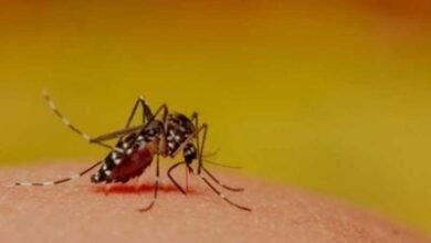 Cambodia reported sharp rise in dengue cases last yr