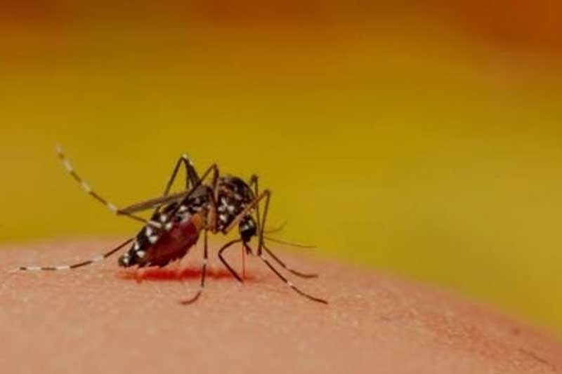 Cambodia reported sharp rise in dengue cases last yr