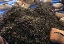 Youth arrested in Goa with marijuana