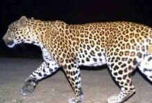 Karnataka: Leopard that injured three people, caught