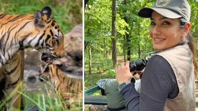 Raveena Tandon 'snaps' at Satpura tiger safari video fracas