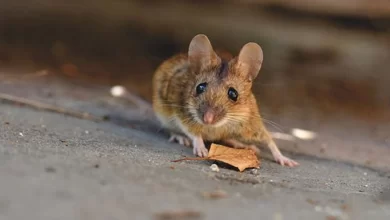 10 hours in jail for torturing mouse to death in UP's Badaun