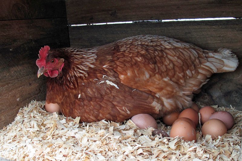 Hen makes record by laying 31 eggs in a day