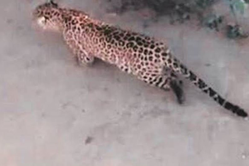 Leopard that entered pharma company premises in T'gana captured