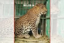 'Man-eater' leopard finally caught in Karnataka