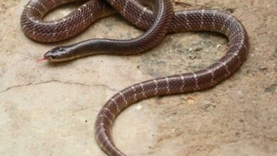 Man booked for killing snake in UP village