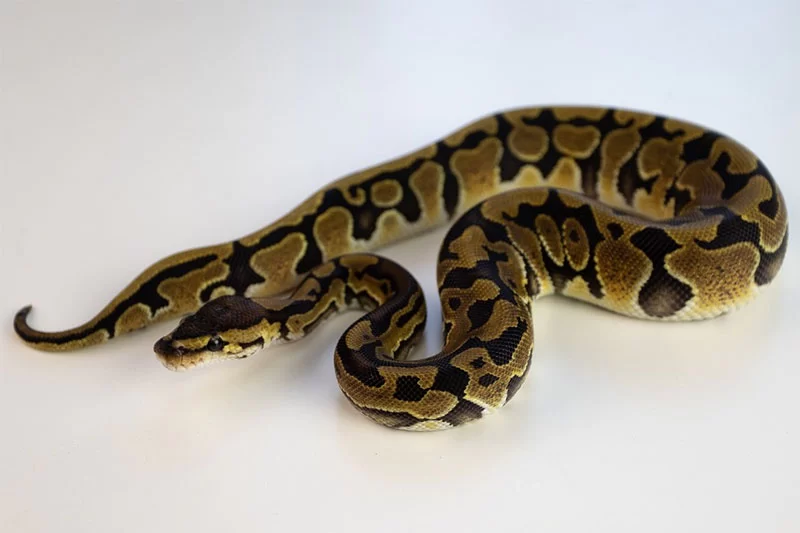 Python spotted at Peddapalli railway station