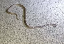 Snake found on Air India plane landed in Dubai
