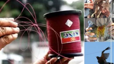 Bird lovers urged not to use Chinese manja in city