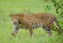 Pushed out of forests, leopards spread terror from Bengaluru to Belagavi