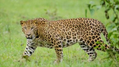 Pushed out of forests, leopards spread terror from Bengaluru to Belagavi