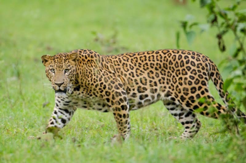 Pushed out of forests, leopards spread terror from Bengaluru to Belagavi