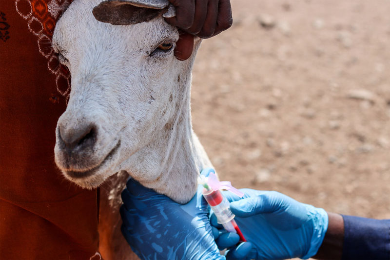 Q fever scare: Butchers in Hyderabad asked to stay away from slaughter houses