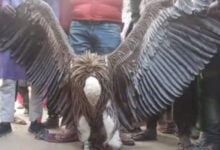 Rare vulture captured in Eidgah graveyard of Kanpur's Colonelganj