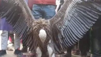 Rare vulture captured in Eidgah graveyard of Kanpur's Colonelganj