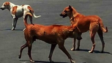 Bombay HC bats for feeding stray dogs, cautions against cruelty to animals