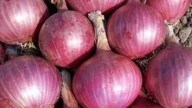 Govt imposes 40% duty on onion export
