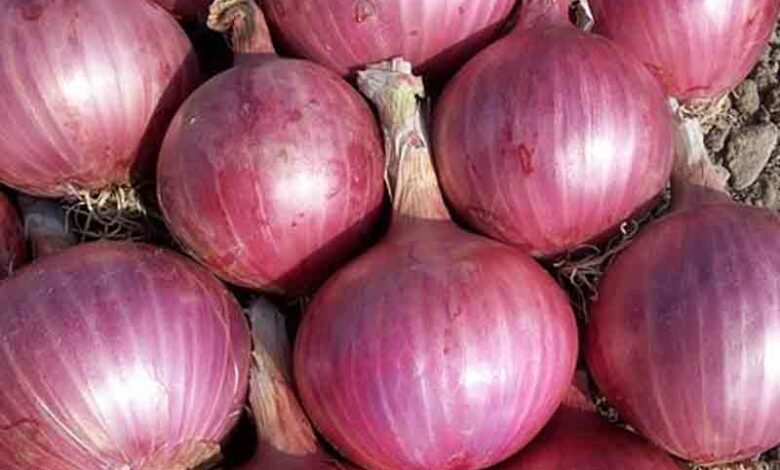 Government Imposes Ban on Onion Exports to Stabilize Prices