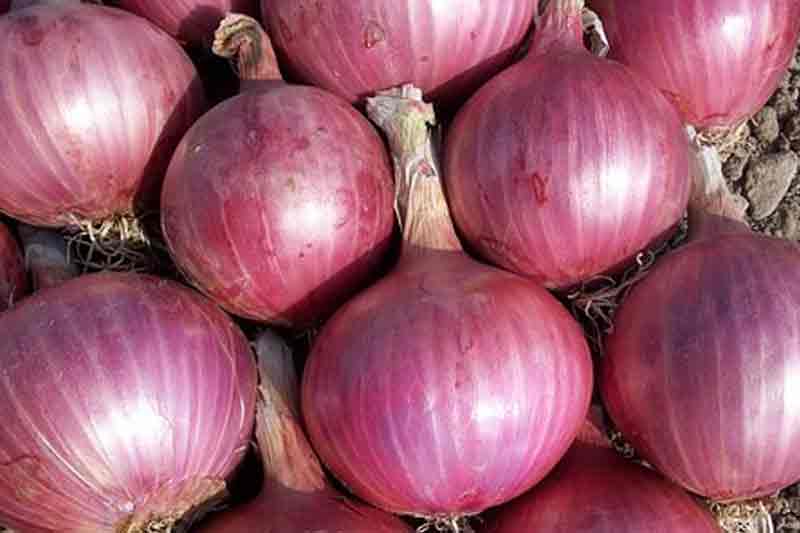 No restriction on onion exports, says Centre