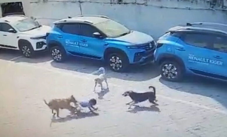 Hyderabad: 5-year-old boy mauled to death by stray dogs